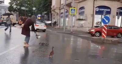 В Калининграде прохожие помогли утке с птенцами перейти дорогу (видео)