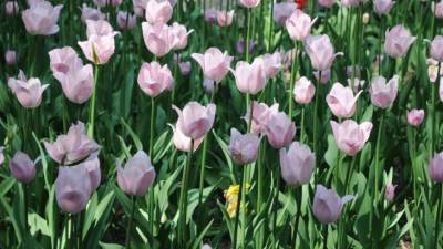В Петербурге к фестивалю тюльпанов высадили 200 тысяч цветов