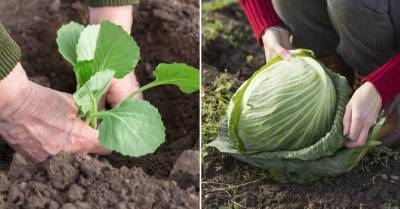 Садовник поделился методом вырастить «мордастую» капусту