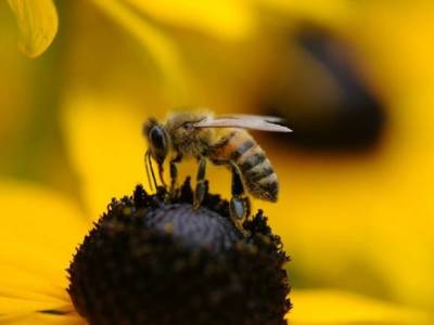 Анджелина Джоли устроила фотосессию с пчелами (фото)