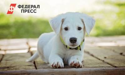 Россиянам объяснили, как безопасно отвезти собаку на дачу