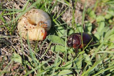 Майский жук: каким растениям угрожает и как бороться с его личинками