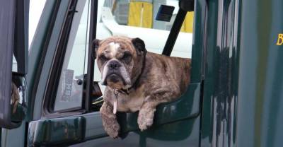 Как безопасно отвезти собаку на дачу: кинолог дал советы