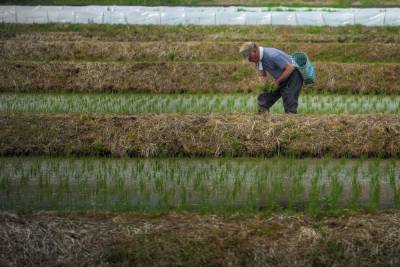 Японским фермерам рекомендовали не есть вместе с иностранцами