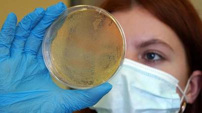 Ученые узнали сроки ослабевания антител к новым штаммам коронавируса