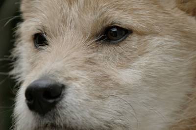 Сотрудники МЧС спасли собаку в затопленном селе на юге Красноярского края