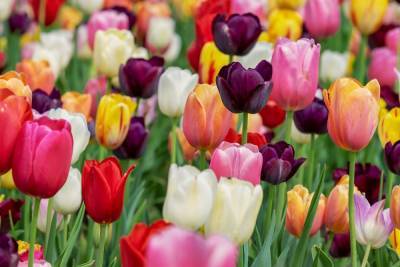 В Смольном заявили, что в Александровском саду распустились тюльпаны