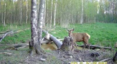 В «Смоленском Поозерье» в объектив камеры попал Европейский благородный олень