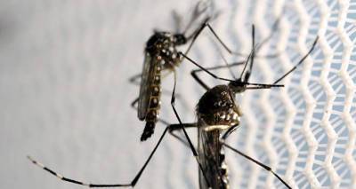 Латвию ждет атака комаров: жалить они будут сильно
