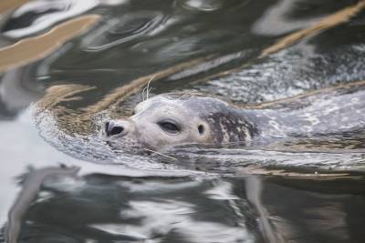 Росприроднадзор просит жителей Петербурга и Ленобласти сообщать об обнаружении мертвых тюленей