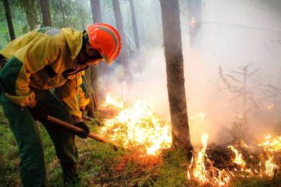 Дым от лесных пожаров накрыл Тюменскую область