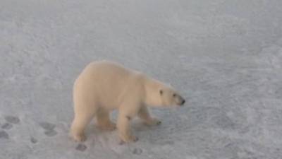 Белая медведица из Якутии прилетит на лечение в Москву