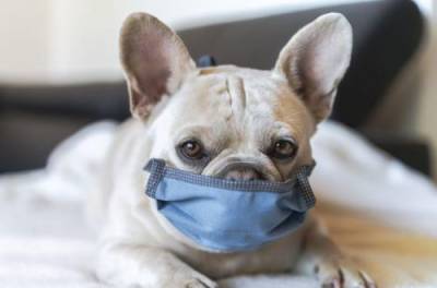 "Животный" коронавирус: собаки заражают людей новым штаммом