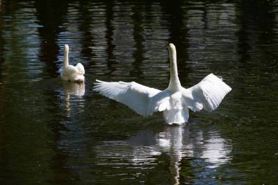 В пруд Летнего сада выпустили новую пару лебедей-шипунов