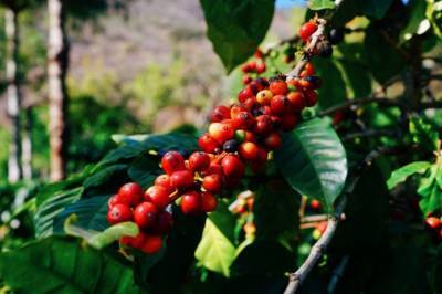 Сильная засуха в Бразилии ставит под угрозу урожай кофе