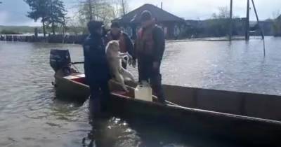 "Трое в лодке, не считая собаки": щенка спасли из воды после паводка