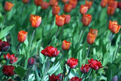 В Петербурге распустились запоздалые тюльпаны