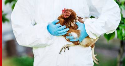Птичий грипп может вызвать новую пандемию, считают ученые