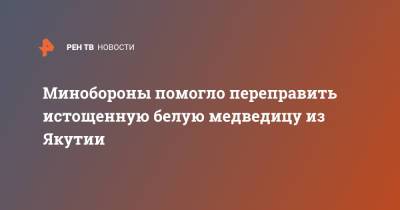 Минобороны помогло переправить истощенную белую медведицу из Якутии