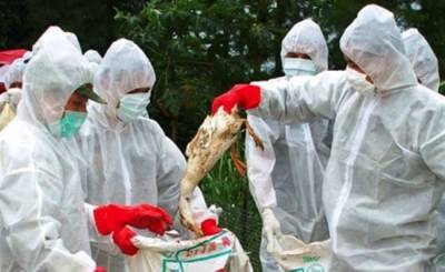 Очередная вспышка птичьего гриппа в Китае грозит миру новой пандемией