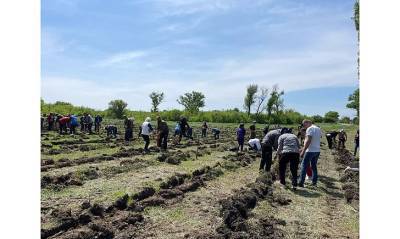Военнослужащие и волонтеры высадили на Луганщине сосновую рощу
