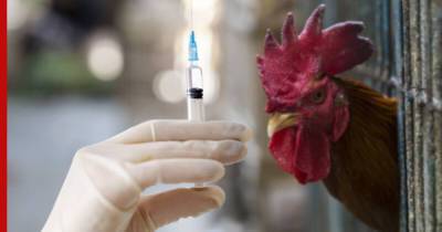 Ринат Максютов - В России создали штамм, который может быть использован как вакцина от птичьего гриппа - profile.ru