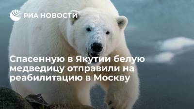 Спасенную в Якутии белую медведицу отправили на реабилитацию в Москву