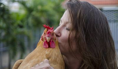 Американцам запретили целовать кур из-за угрозы заражения от них сальмонеллезом