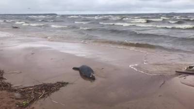 В Курортном районе стали замечать мертвых тюленей на берегу