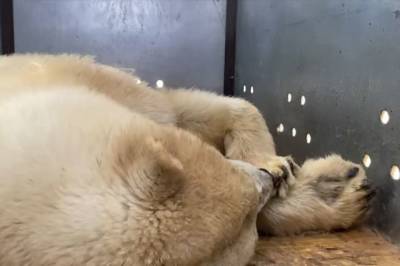 Военные помогли в транспортировке белого медведя из Якутии в Москву