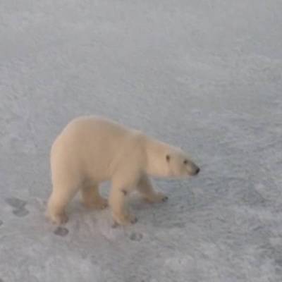 Отловленный в Якутии белый медведь летит в Москву