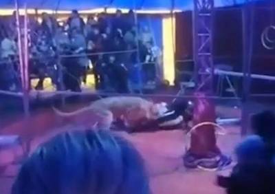 В Новосибирской области львы напали на дрессировщика во время представления