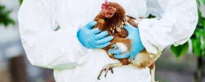 Китайские ученые предсказали пандемию птичьего гриппа