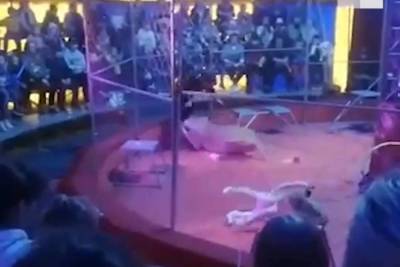Львица напала на дрессировщика во время представления под Новосибирском