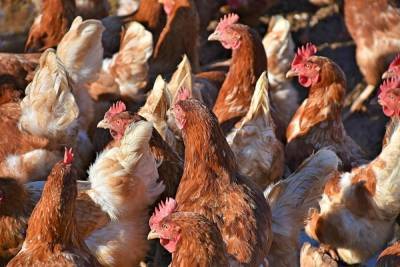 В Ингушетии создадут птицефабрику мощностью до 65 миллионов яиц в год