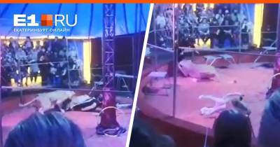 Во время гастролей Уральского цирка под Новосибирском львица напала на дрессировщика