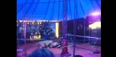 В цирке в Мошково Новосибирской области России львицы напали на дрессировщика и порвали ему руку - видео - ТЕЛЕГРАФ