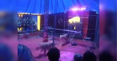 Леви напали на дресирувальника під час вистави в цирку: кривава драма потрапила на відео