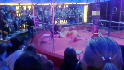 Львицы напали на дрессировщика в цирке под Новосибирском