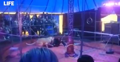 Львица напала на дрессировщика во время циркового представления под Новосибирском