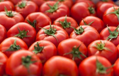 Ученые придумали способ контролировать скорость созревания томатов и мира