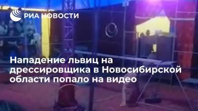 Нападение львиц на дрессировщика в Новосибирской области попало на видео
