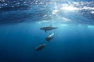 В Черном море обнаружили кладбище убитых дельфинов: страшное видео