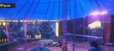 Львица напала на дрессировщика во время выступления в цирке (ВИДЕО 18+)