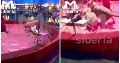 Львица напала на дрессировщика во время выступления в российском цирке (видео)