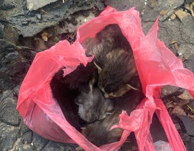 В Смоленске спасли котят, которых выбросили в пакете