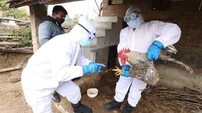 Ученый оценил вероятность начала пандемии птичьего гриппа