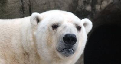 Спасенная в Якутии белая медведица отправилась в Москву на реабилитацию