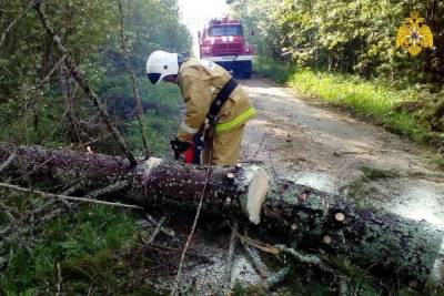 В Тверской области освободили дороги от упавших из-за ветра деревьев