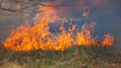 В Греции бушует самый масштабный за последние десятилетия лесной пожар